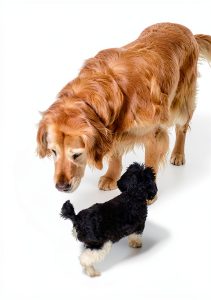 Veterinary Medicine Guide for Small Animal Care by Moises Heiblum MVZ-0